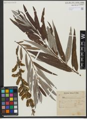 Foto von Salix viminalis L.